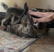 doggie yoga