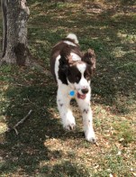 english springer spaniel running outside